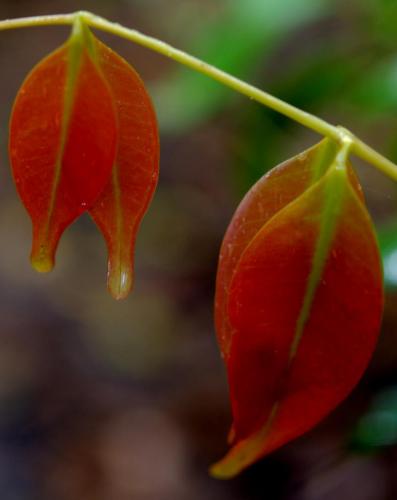 New leaves